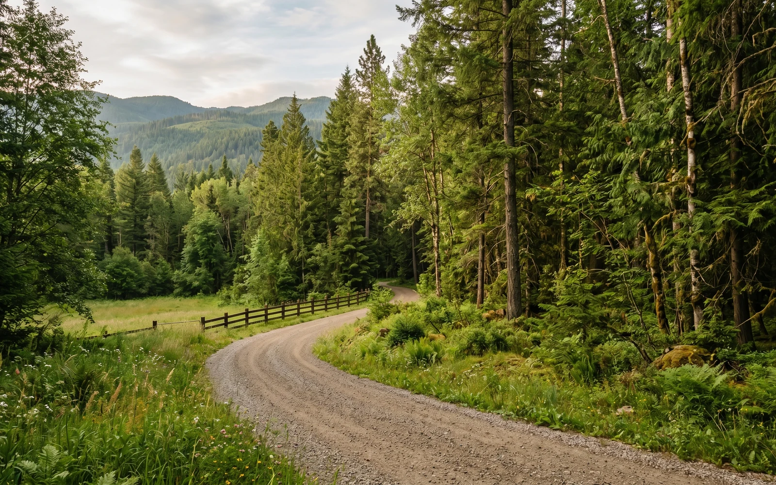 Wooded acreage driveway through mature Kootenay forest